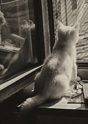 Fabric roller blind Cats in the window