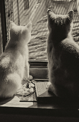 Fabric roller blind Cats in the window