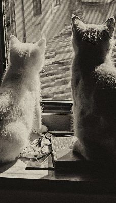 Fabric roller blind Cats in the window