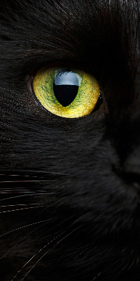 Modern roller blind Cat eyes