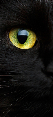 Modern roller blind Cat eyes