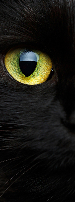 Modern roller blind Cat eyes