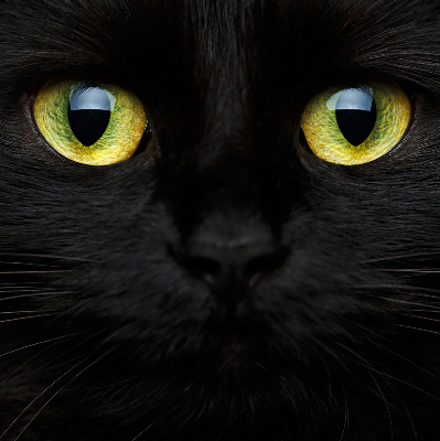 Modern roller blind Cat eyes