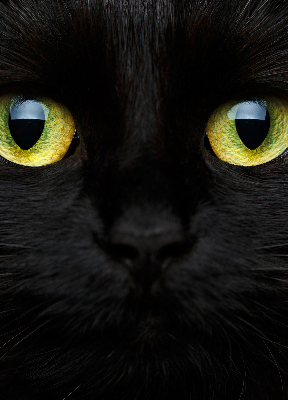 Modern roller blind Cat eyes