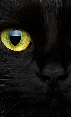 Modern roller blind Cat eyes