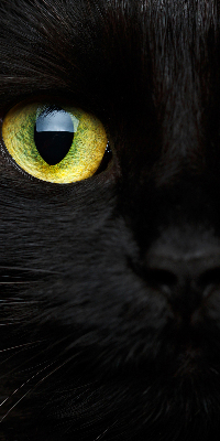 Modern roller blind Cat eyes