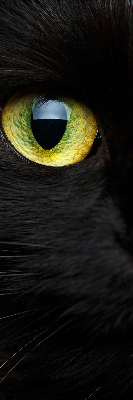 Modern roller blind Cat eyes