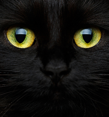 Modern roller blind Cat eyes