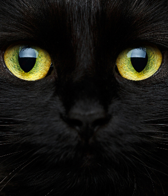 Modern roller blind Cat eyes