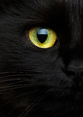 Modern roller blind Cat eyes