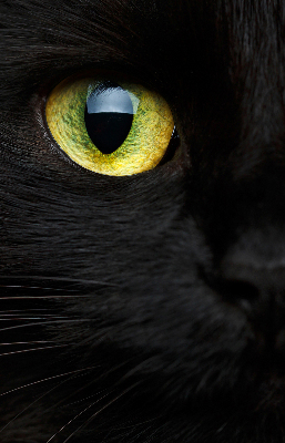 Modern roller blind Cat eyes