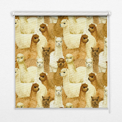 Modern roller blind A herd of alpacas