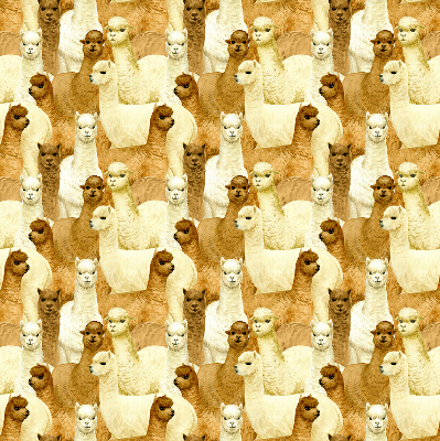 Modern roller blind A herd of alpacas