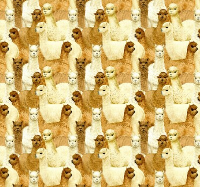 Modern roller blind A herd of alpacas