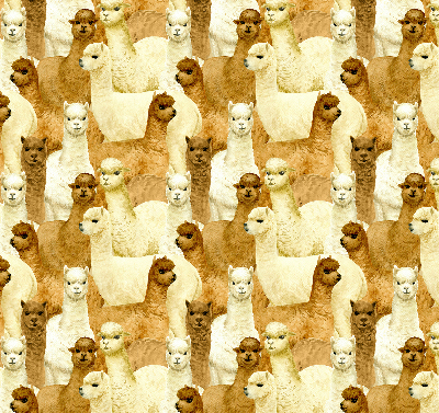 Modern roller blind A herd of alpacas