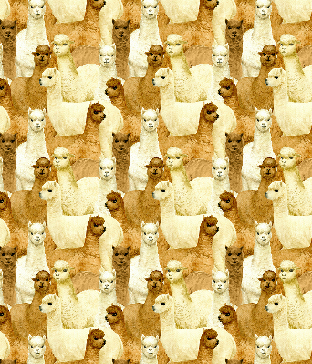 Modern roller blind A herd of alpacas