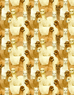Modern roller blind A herd of alpacas