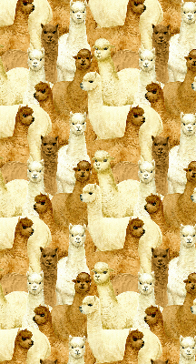 Modern roller blind A herd of alpacas