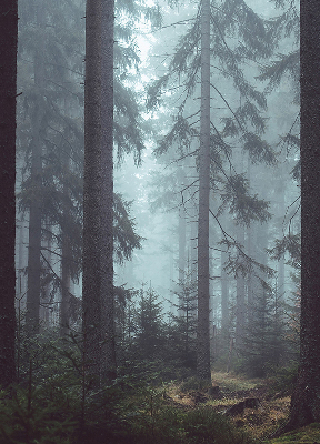 Roller blind for large window Forest at night