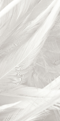 Modern roller blind feathers