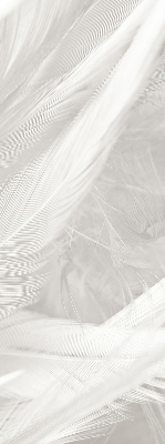 Modern roller blind feathers