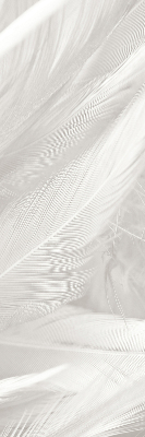Modern roller blind feathers