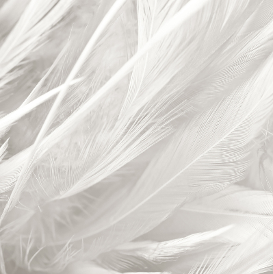 Modern roller blind feathers
