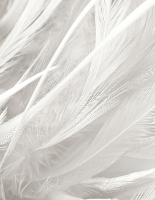 Modern roller blind feathers