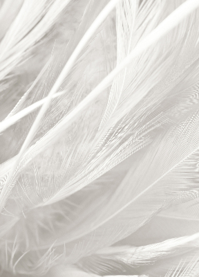 Modern roller blind feathers