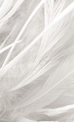 Modern roller blind feathers