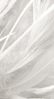 Modern roller blind feathers
