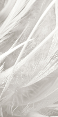 Modern roller blind feathers