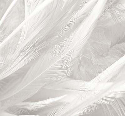 Modern roller blind feathers
