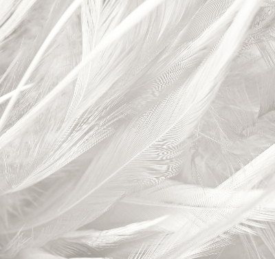 Modern roller blind feathers
