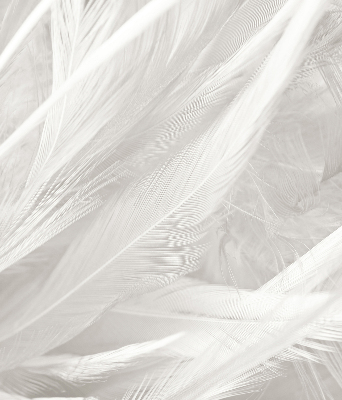 Modern roller blind feathers