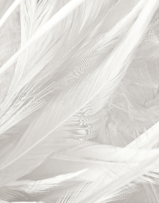 Modern roller blind feathers
