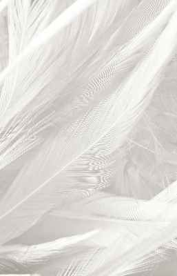 Modern roller blind feathers
