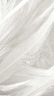 Modern roller blind feathers