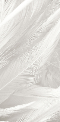 Modern roller blind feathers
