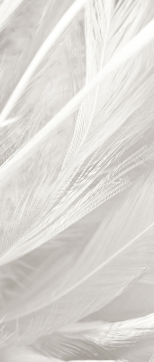 Modern roller blind feathers
