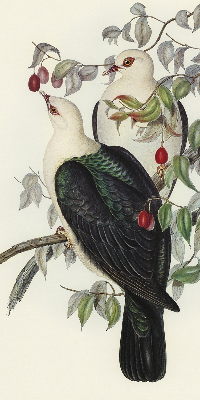 Roller blind for large window Birds on a branch