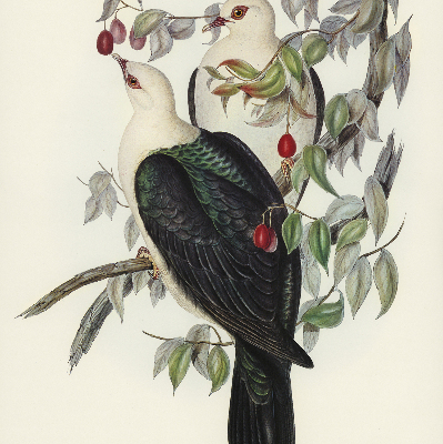 Roller blind for large window Birds on a branch