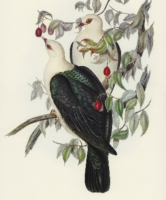 Roller blind for large window Birds on a branch