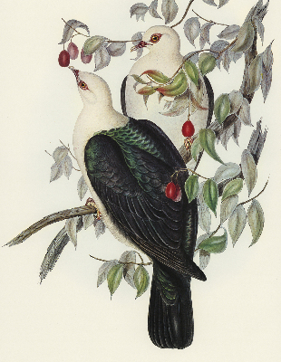 Roller blind for large window Birds on a branch