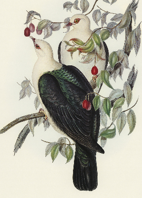 Roller blind for large window Birds on a branch
