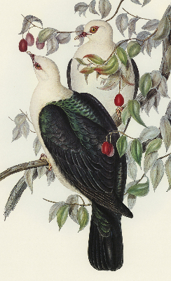 Roller blind for large window Birds on a branch