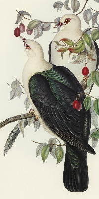 Roller blind for large window Birds on a branch