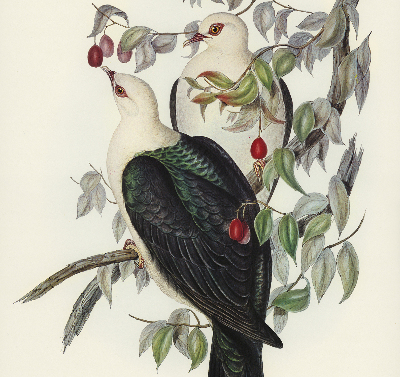 Roller blind for large window Birds on a branch
