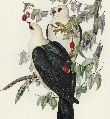Roller blind for large window Birds on a branch