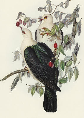 Roller blind for large window Birds on a branch